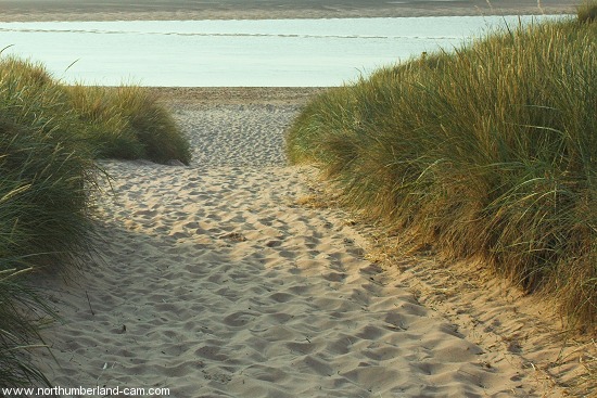 Path through the dunes to the beach.