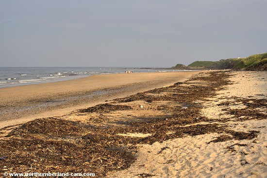 View from the north end of Cresswell Beach - a lot of seaweed after heavy seas.
