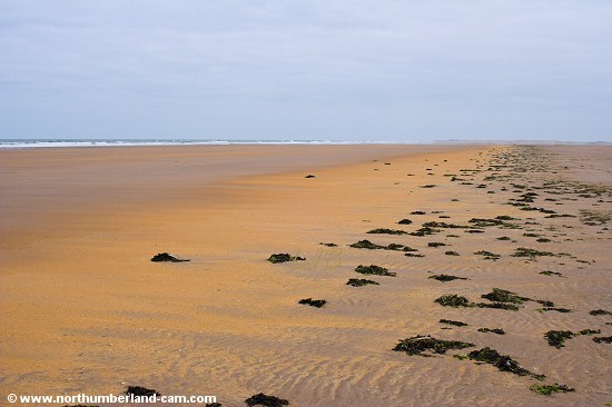 Near the low tide mark the sands turn to a vivid orange colour.