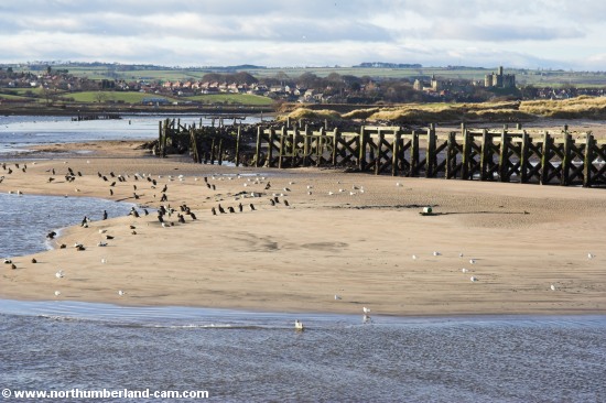 On the north side of the River Coquet sands are exposed at low tide. They are heavily used by Gulls and Cormorants.