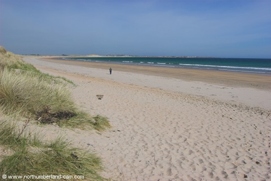 View north along the beach at Beadnell Bay.